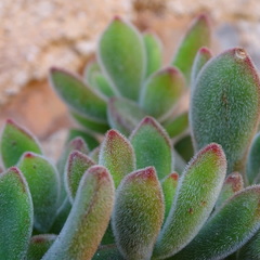Crassulaceae