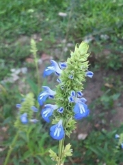 Salvia uliginosa