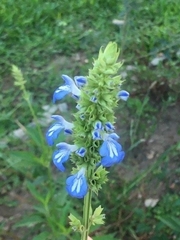 Salvia uliginosa