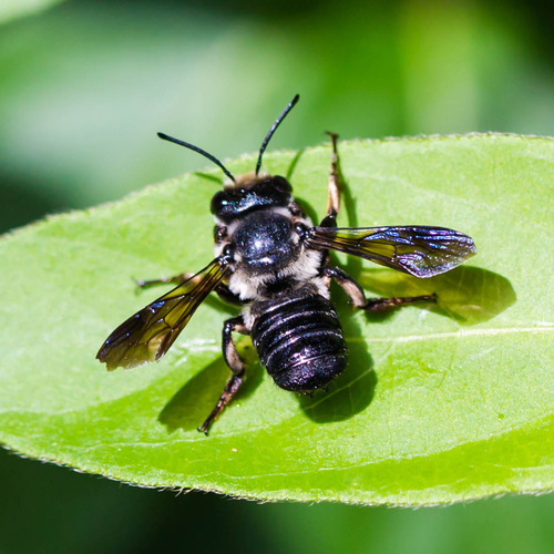 Carpenter-mimic Leafcutter Bee (Port Nickel updated guide 2018 ...