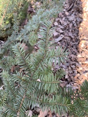 Taxus canadensis