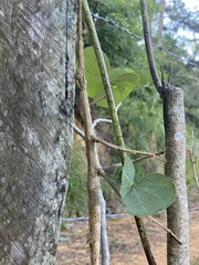 Cladomorphus phyllinus