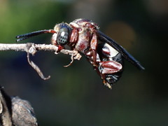 Triepeolus rufithorax