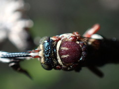 Triepeolus rufithorax