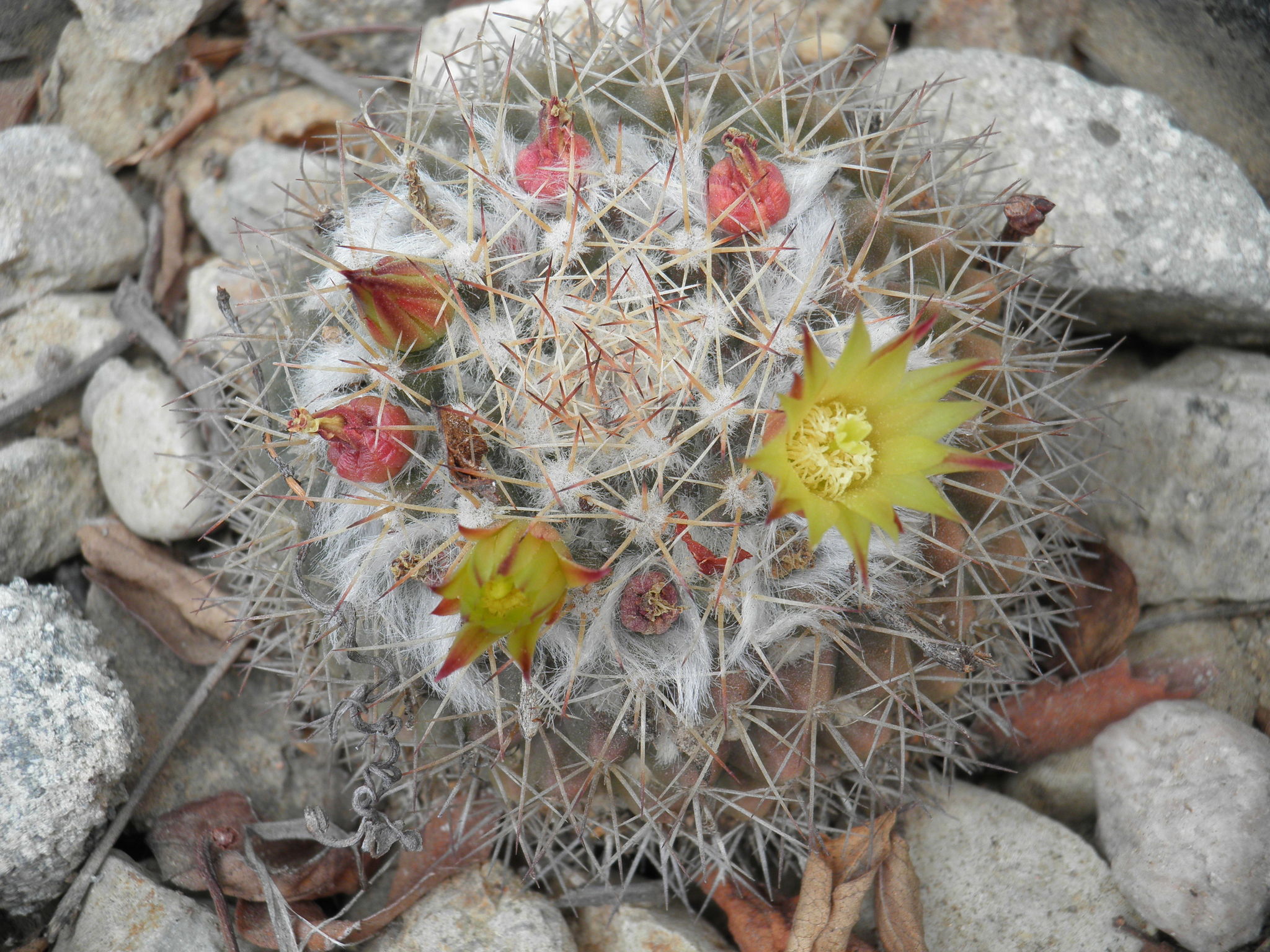 Mammillaria petrophila ssp. baxteriana