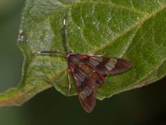 Phoenicoprocta teda