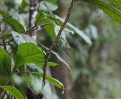 Orolestes selysi
