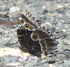 Morpho helenor macrophthalmus