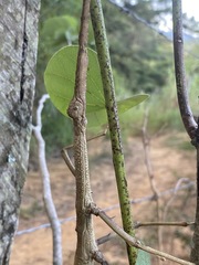 Cladomorphus phyllinus
