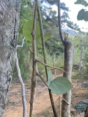 Cladomorphus phyllinus