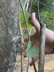 Cladomorphus phyllinus