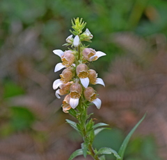 Digitalis lanata
