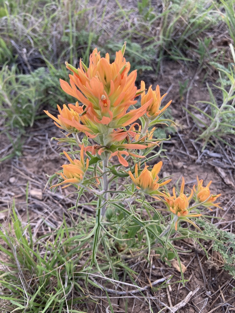 Lindheimer's Paintbrush