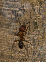 Camponotus cingulatus