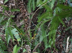 Orolestes selysi