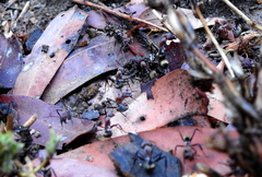 Camponotus rufoglaucus
