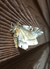 Ormiscodes cinnamomea