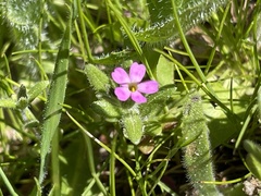 Microsteris gracilis