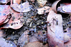Camponotus rufoglaucus