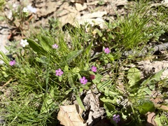 Microsteris gracilis