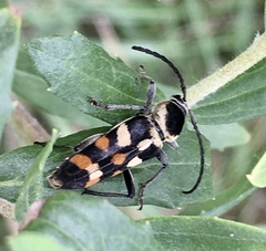 Megacyllene mellyi
