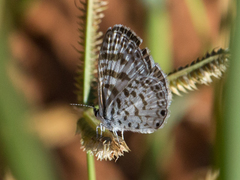Leptotes cassius