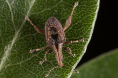 Stephanorhynchus crassus