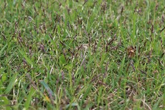 Zoysia matrella