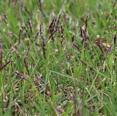 Zoysia matrella