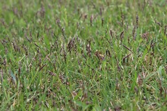 Zoysia matrella