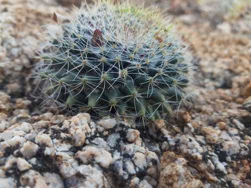 Mammillaria evermanniana