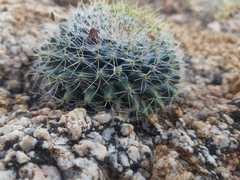 Mammillaria evermanniana