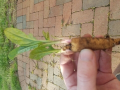 Phytolacca americana