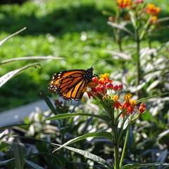 Danaus plexippus