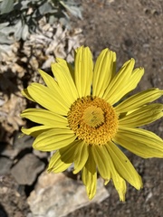 Enceliopsis covillei