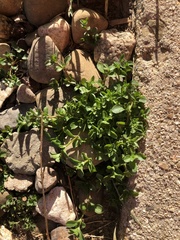 Polycarpon tetraphyllum tetraphyllum