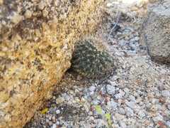 Mammillaria evermanniana