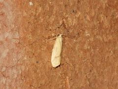 Notata modicus