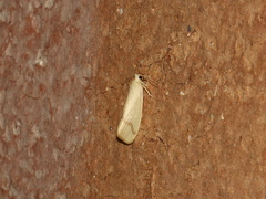 Notata modicus