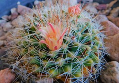 Mammillaria evermanniana