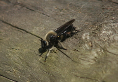 Laphria affinis