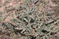 Extriplex californica
