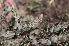 Extriplex californica