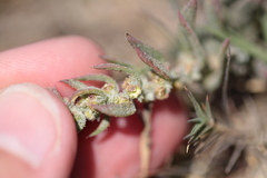 Extriplex californica