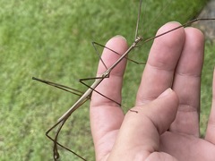 Cladoxerus cryphaleus