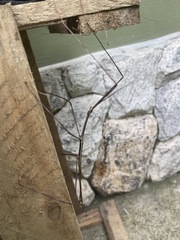 Cladoxerus cryphaleus