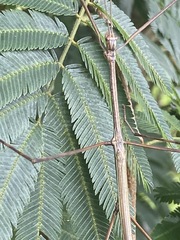 Cladoxerus cryphaleus