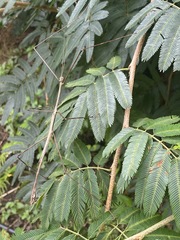 Cladoxerus cryphaleus