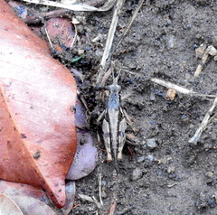 Catantopinae