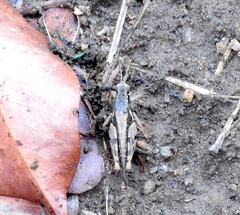 Catantopinae